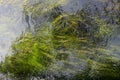 Long green algae under the water background