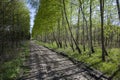 Long green avenue between birch trees Royalty Free Stock Photo