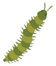 Long green centipede, illustration, vector