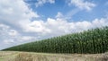 Long green corn field with blue sky and clouds at sunny day Royalty Free Stock Photo