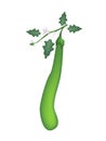 Long Green Eggplant on A White Background