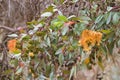 Long green Eucalyptus leaves and gum seeds, flower bud of gum tr