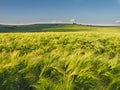 Long green filds of wheat before harvest Royalty Free Stock Photo