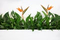 Long green flowerbed on a white wall with many blooming Spatifilium flowers and Royal Strelitzia flowers