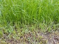 Long Green grass in the land .green field . cuting green .Half cut green grass