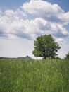 Long green grass meadow field during summer with a lonely tree, cloudy sky, medieval castle Royalty Free Stock Photo