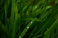 Long, green grass, raindrops