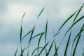 Long green grass and reeds isolated on white background with copy space Royalty Free Stock Photo
