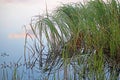 LONG GREEN GRASS REFLECTING IN RIVER WATER