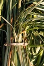 Green grass stalks with morning dew. Royalty Free Stock Photo