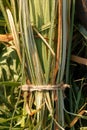 Green grass stalks with morning dew. Royalty Free Stock Photo