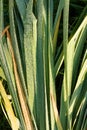 Green grass stalks with morning dew. Royalty Free Stock Photo