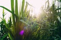 long green grass in the water, the rays of the sun break through the reeds