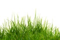 Long green grass on a white background Royalty Free Stock Photo