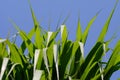 Long green grasses in close-up against a blue clear sky. Royalty Free Stock Photo