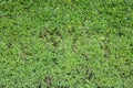 green hedge or green leaves wall. Green grass wall texture for backdrop design and eco wall and die-cut for artwork.Beautiful Gree Royalty Free Stock Photo