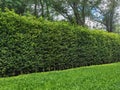Long green hedge or green leaves wall with textured green grass lawn in foreground. Green grass wall texture for backdrop design