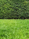 Long green hedge or green leaves wall with textured green grass lawn in foreground. Green grass wall texture for backdrop design