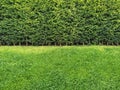 Long green hedge or green leaves wall with textured green grass lawn in foreground. Green grass wall texture for backdrop design