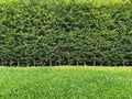 Long green hedge or green leaves wall with textured green grass lawn in foreground. Green grass wall texture for backdrop design