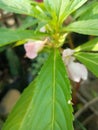 long, green henna leaves