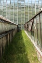 Long greenhouses that stand next to each other. Greenhouses with open windows for ventilation