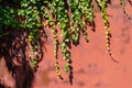 Long green ivy branches weaving on red metal garage door, with sunlight and shadows, beautiful background picture Royalty Free Stock Photo