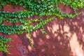 Long green ivy branches weaving on red metal garage door, with sunlight and shadows, beautiful background picture Royalty Free Stock Photo