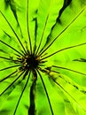 Long green leaf and black line.Birds nest fern.Asplenium nidus.