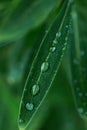 long green leave with water drops after summer rain. Nature background and eco concepte Royalty Free Stock Photo