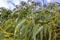 Long green leaves and gum seeds, flower bud of Tasmanian blue gu