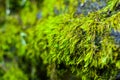 Long green moss covering cracked rocks and tree roots in the forest, selective focus Royalty Free Stock Photo