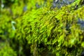 Long green moss covering cracked rocks and tree roots in the forest, selective focus Royalty Free Stock Photo