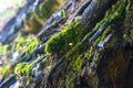 Long green moss covering cracked rocks and tree roots in the forest, selective focus Royalty Free Stock Photo