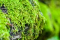 Long green moss covering cracked rocks and tree roots in the forest, selective focus Royalty Free Stock Photo