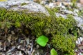 Long green moss covering cracked rocks and tree roots in the forest, selective focus Royalty Free Stock Photo