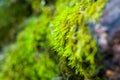 Long green moss covering cracked rocks and tree roots in the forest, selective focus Royalty Free Stock Photo