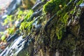 Long green moss covering cracked rocks and tree roots in the forest, selective focus Royalty Free Stock Photo