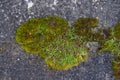 Long green moss covering cracked rocks and tree roots in the forest, selective focus Royalty Free Stock Photo