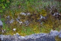 Long green moss covering cracked rocks and tree roots in the forest, selective focus Royalty Free Stock Photo