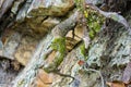 Long green moss covering cracked rocks and tree roots in the forest, selective focus Royalty Free Stock Photo