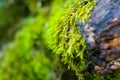 Long green moss covering cracked rocks and tree roots in the forest, selective focus Royalty Free Stock Photo