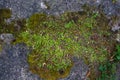 Long green moss covering cracked rocks and tree roots in the forest, selective focus Royalty Free Stock Photo