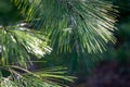 Long green needles of white pine Pinus strobus against sun on blurred green garden. Selective macro focus upper needles on right.