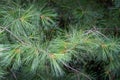 Long green needles of white pine Pinus strobus against sun on blurred green garden. Selective macro focus upper needles on right. Royalty Free Stock Photo