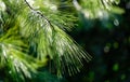 Long green needles of white pine Pinus strobus against sun on blurred green garden