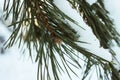 long green pine's needles covered with fluffy snow macro natural background Royalty Free Stock Photo