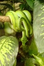 Long green snake on the branch Royalty Free Stock Photo
