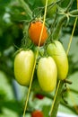 Long green tomatoes in the greenhouse, ripening crop of tomatoes