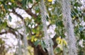 Long grey Spanish moss hanging down from big tree focused on the most right one with blurred green background Royalty Free Stock Photo